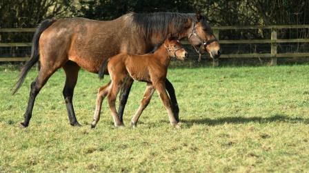 2014 colt by Foxwedge